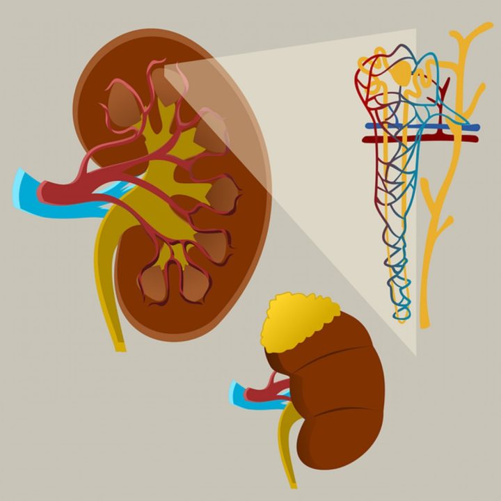 Rins: como cuidar desta dupla vital para o bem-estar de nosso corpo?